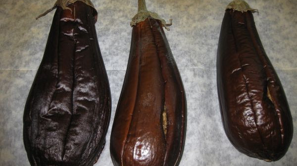 קנלוני ממולא בחצילים וגבינה מלוחה