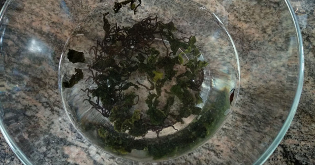 סלט אטריות שעועית, אצות, ומלפפונים